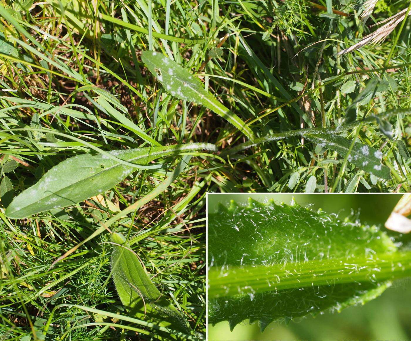 Ragwort [Rodez] leaf